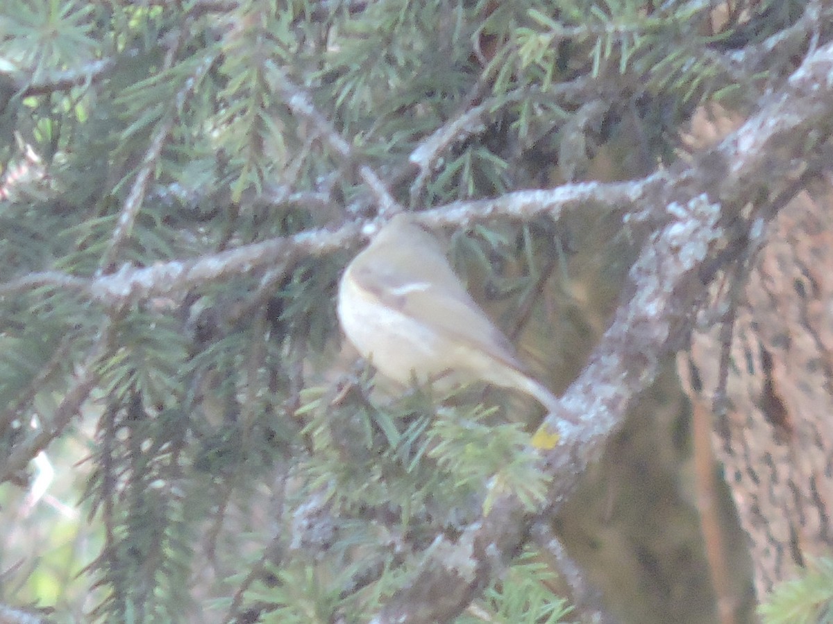 Mosquitero de Hume (humei) - ML157919571