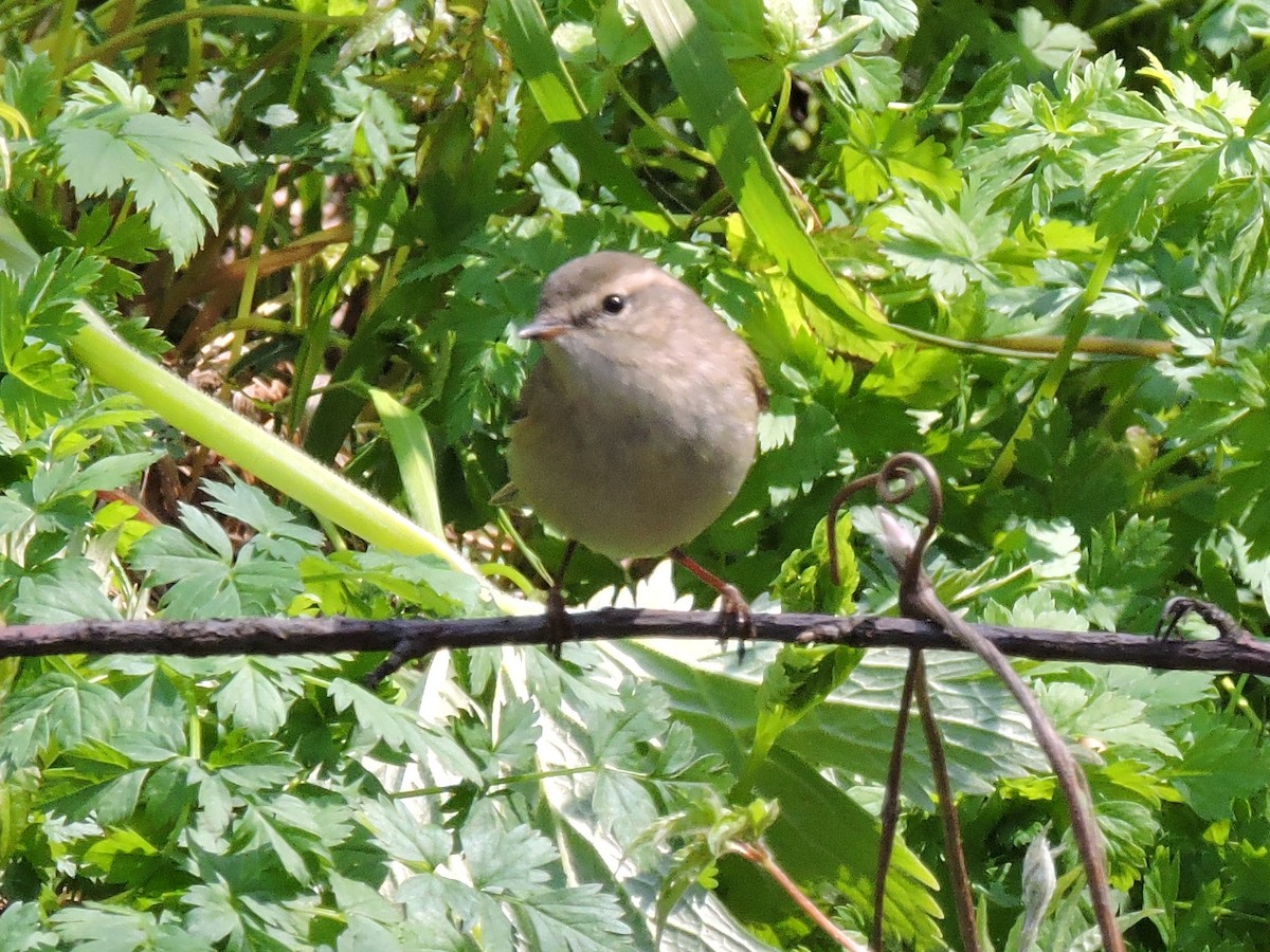 Mosquitero de Hume (humei) - ML157919581