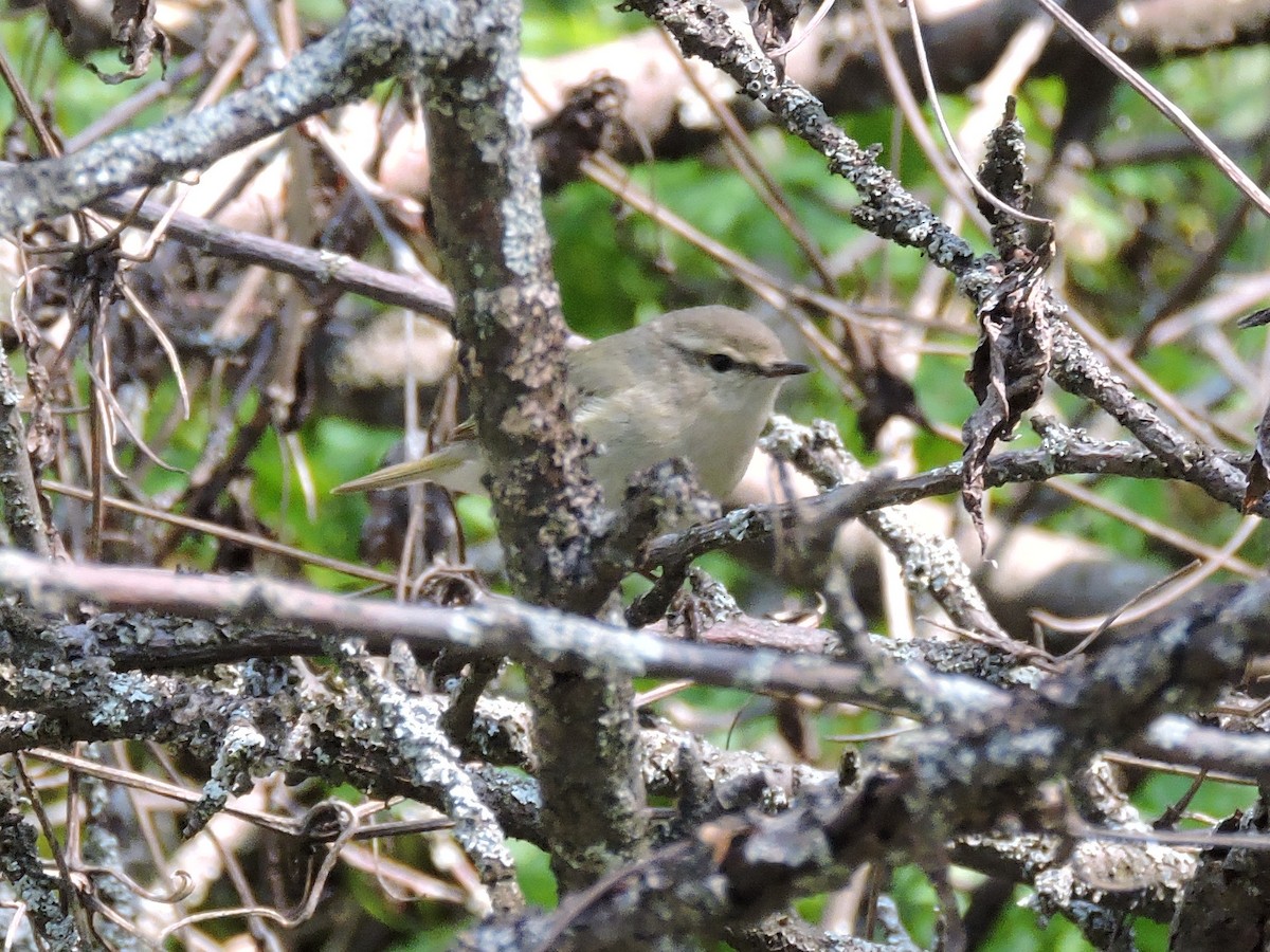 Hume's Warbler (Western) - ML157919591