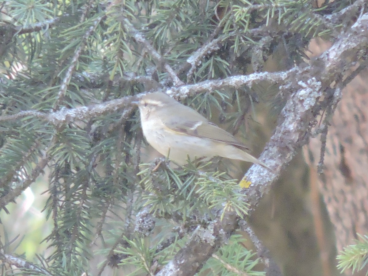 Mosquitero de Hume (humei) - ML157919741