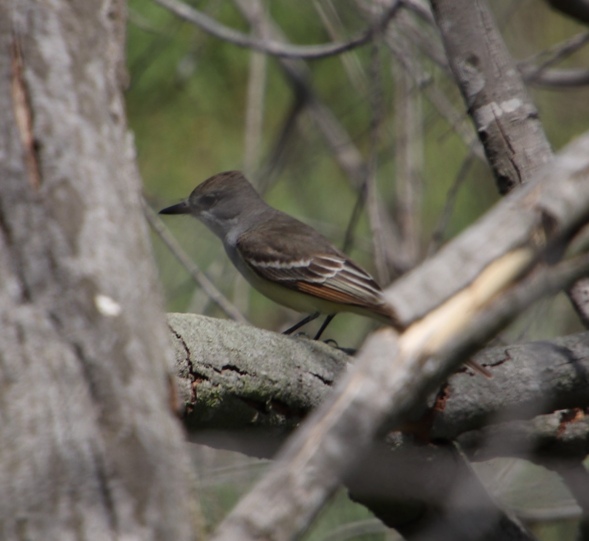 Ash-throated Flycatcher - Cindy P