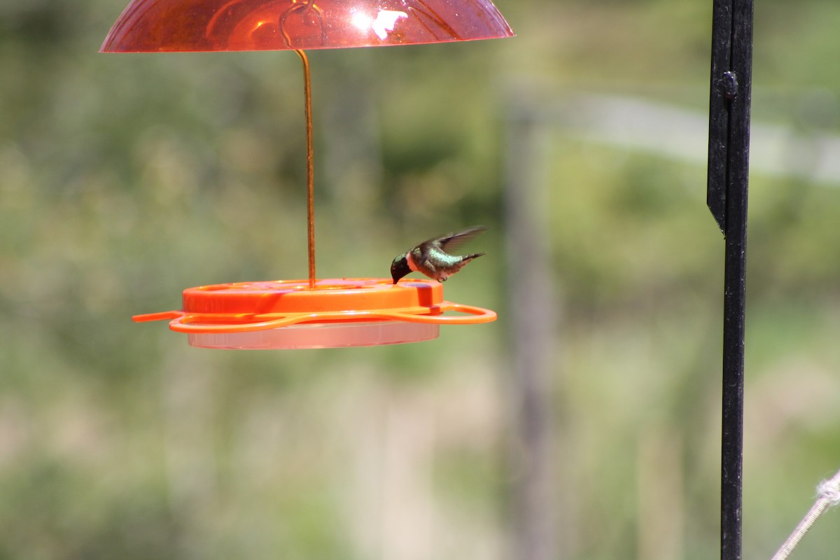 Colibri à gorge rubis - ML157920901