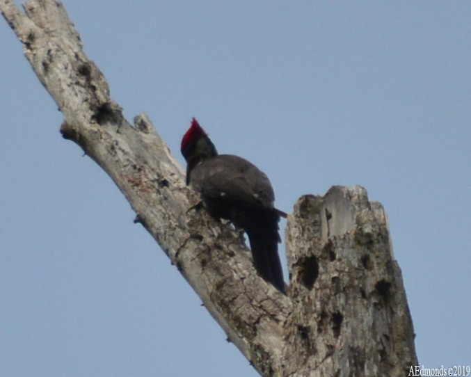 Pileated Woodpecker - ML157921001