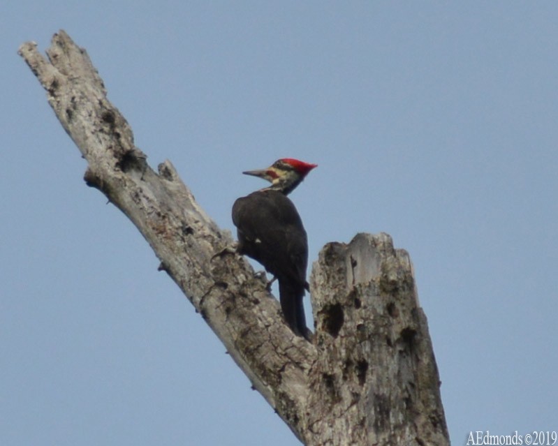 Pileated Woodpecker - ML157921021