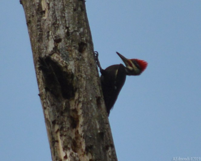 Pileated Woodpecker - ML157921041