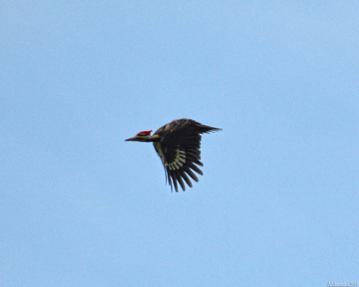 Pileated Woodpecker - ML157921071