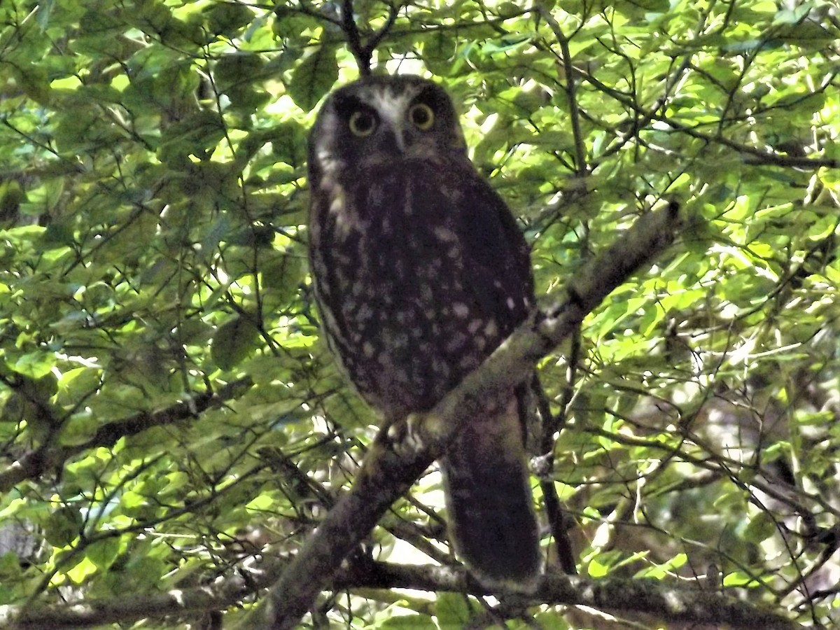 Morepork - Kevin Cherry