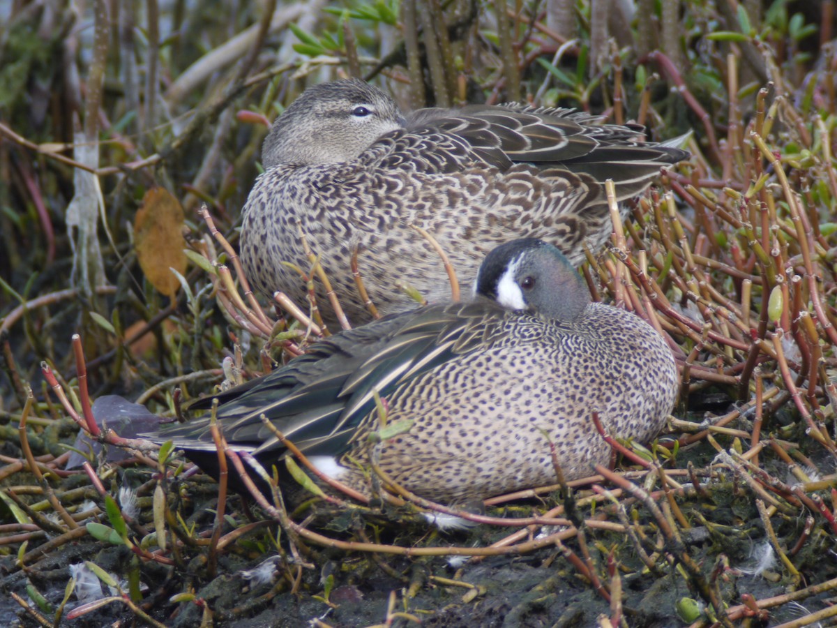 Blue-winged Teal - ML157923401