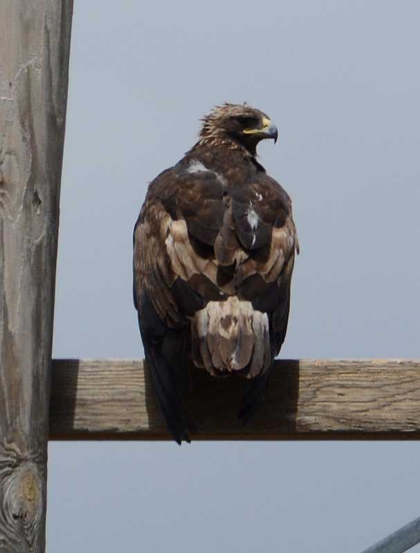 Golden Eagle - Jay Wilbur