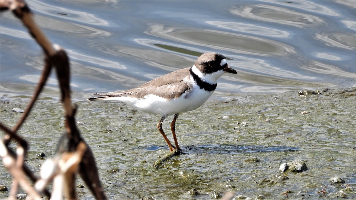 Semipalmated Plover - Reba and Allan Dupilka