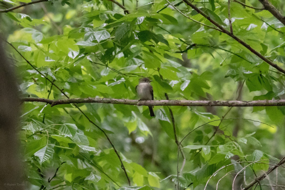 Alder Flycatcher - ML157927051