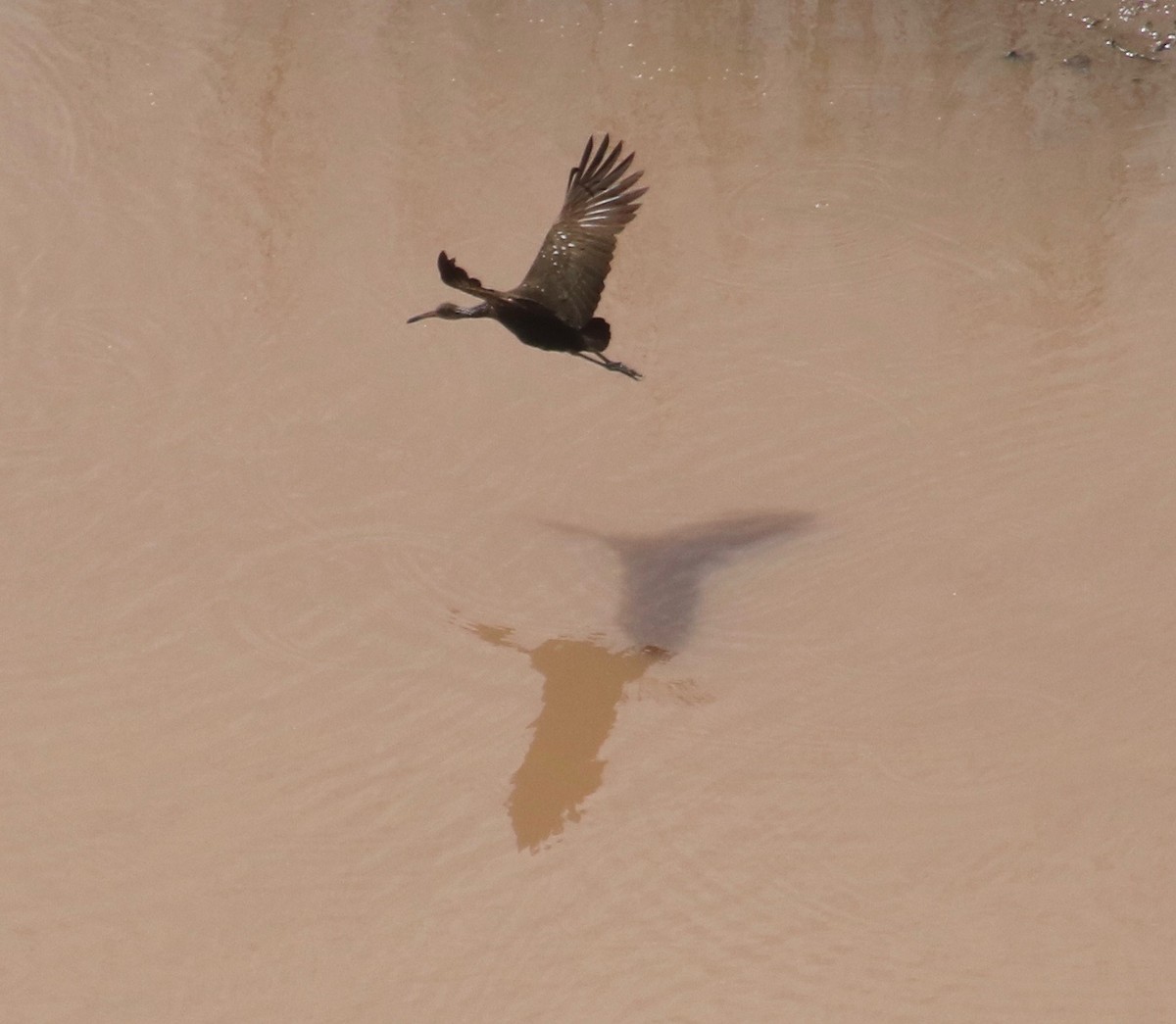 Limpkin - Carla Morris