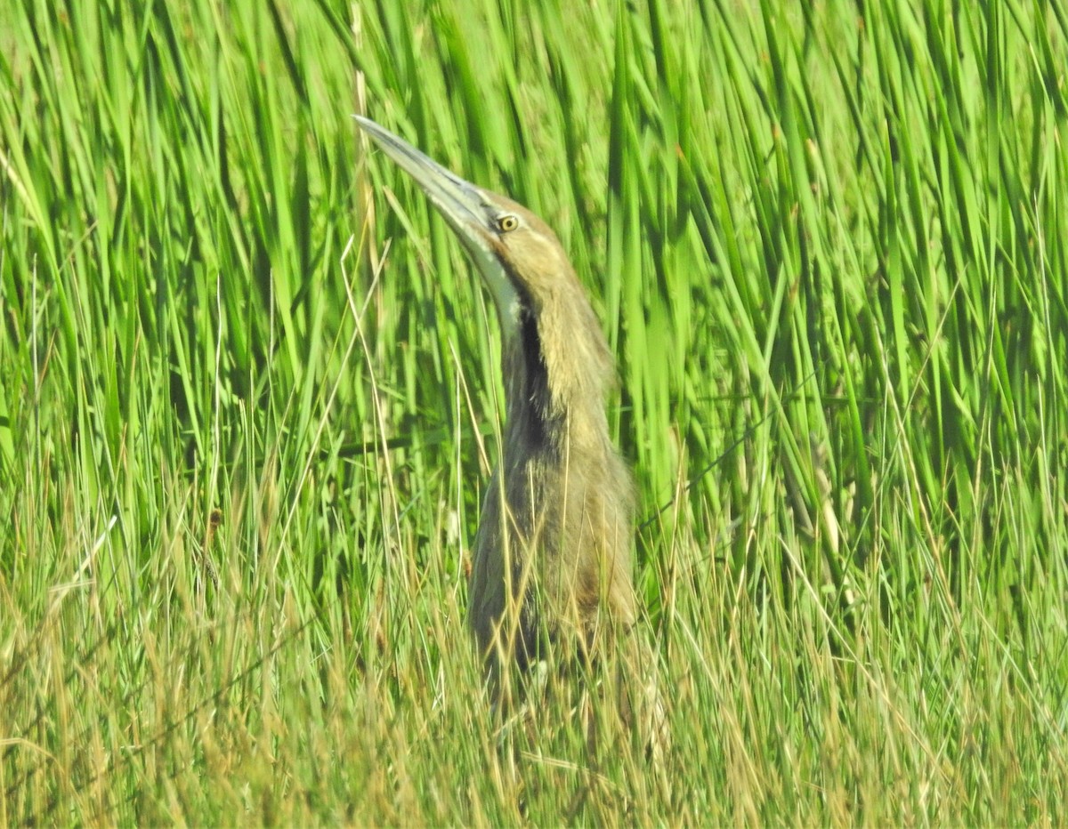 American Bittern - ML157928611