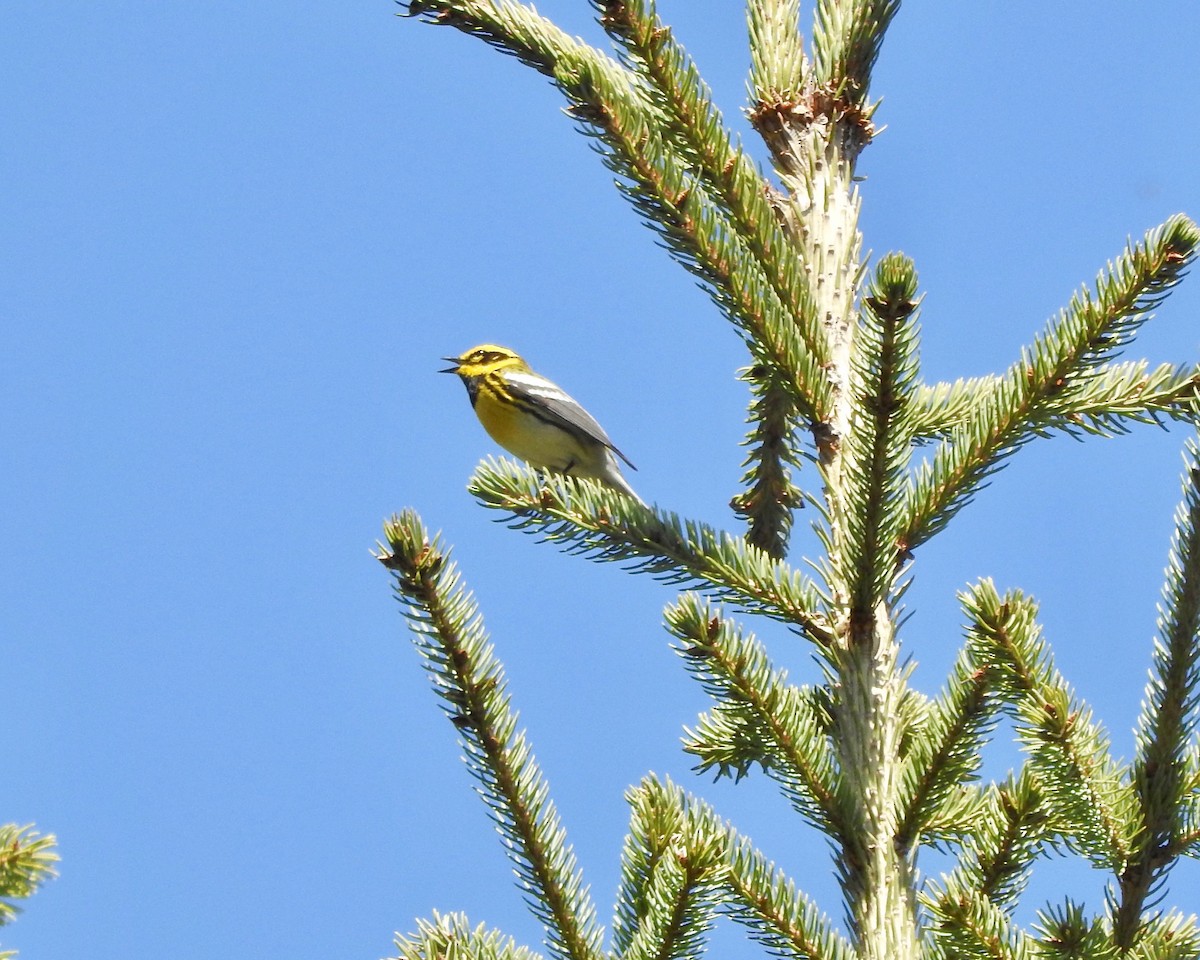 Townsend's Warbler - ML157930931