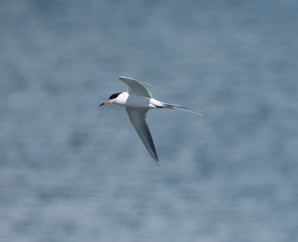 Forster's Tern - ML157931211