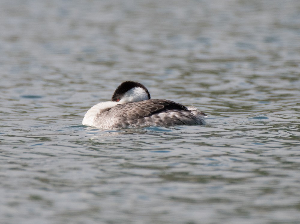 Western Grebe - Ann Mossman