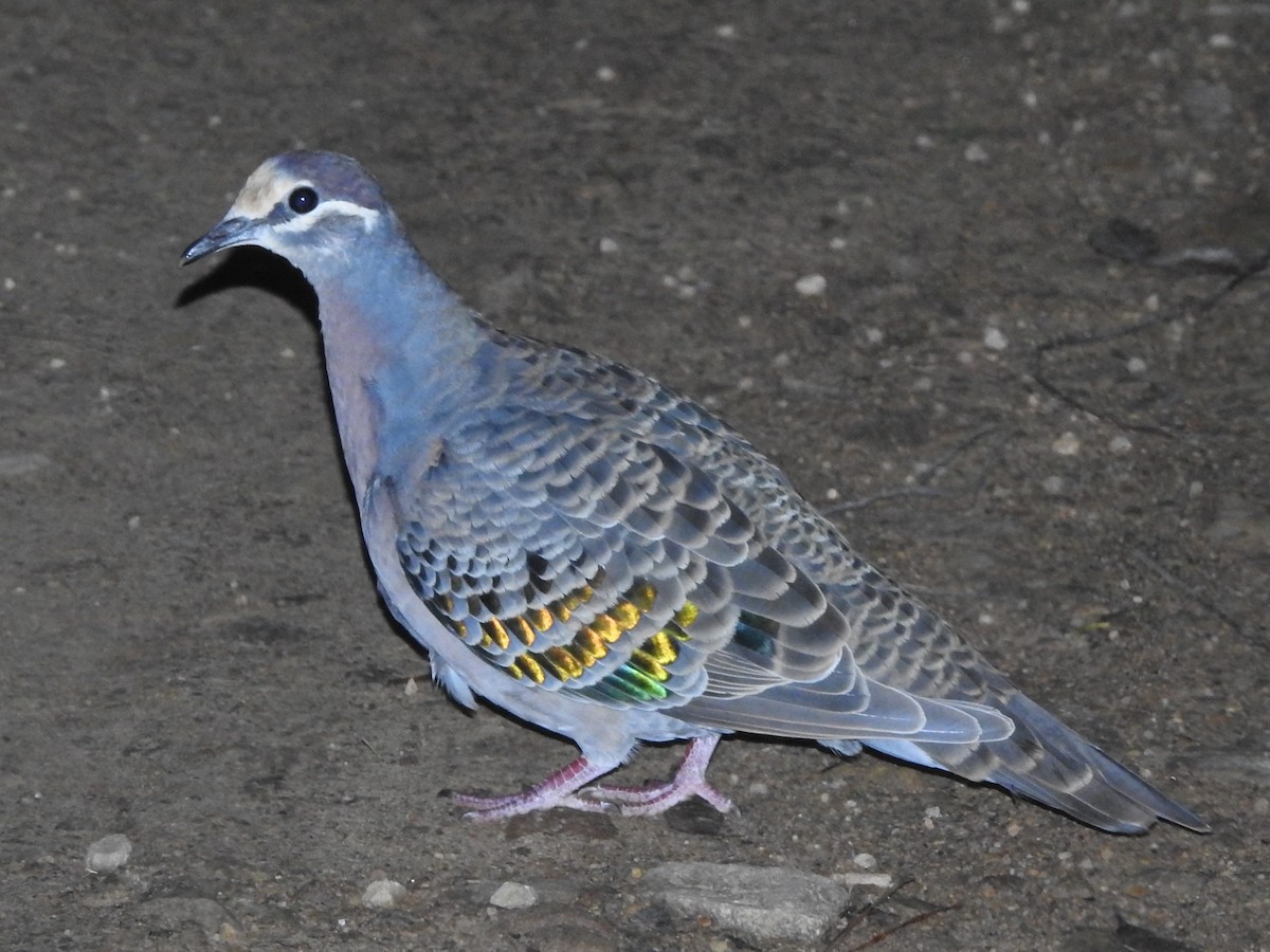 Common Bronzewing - ML157933011