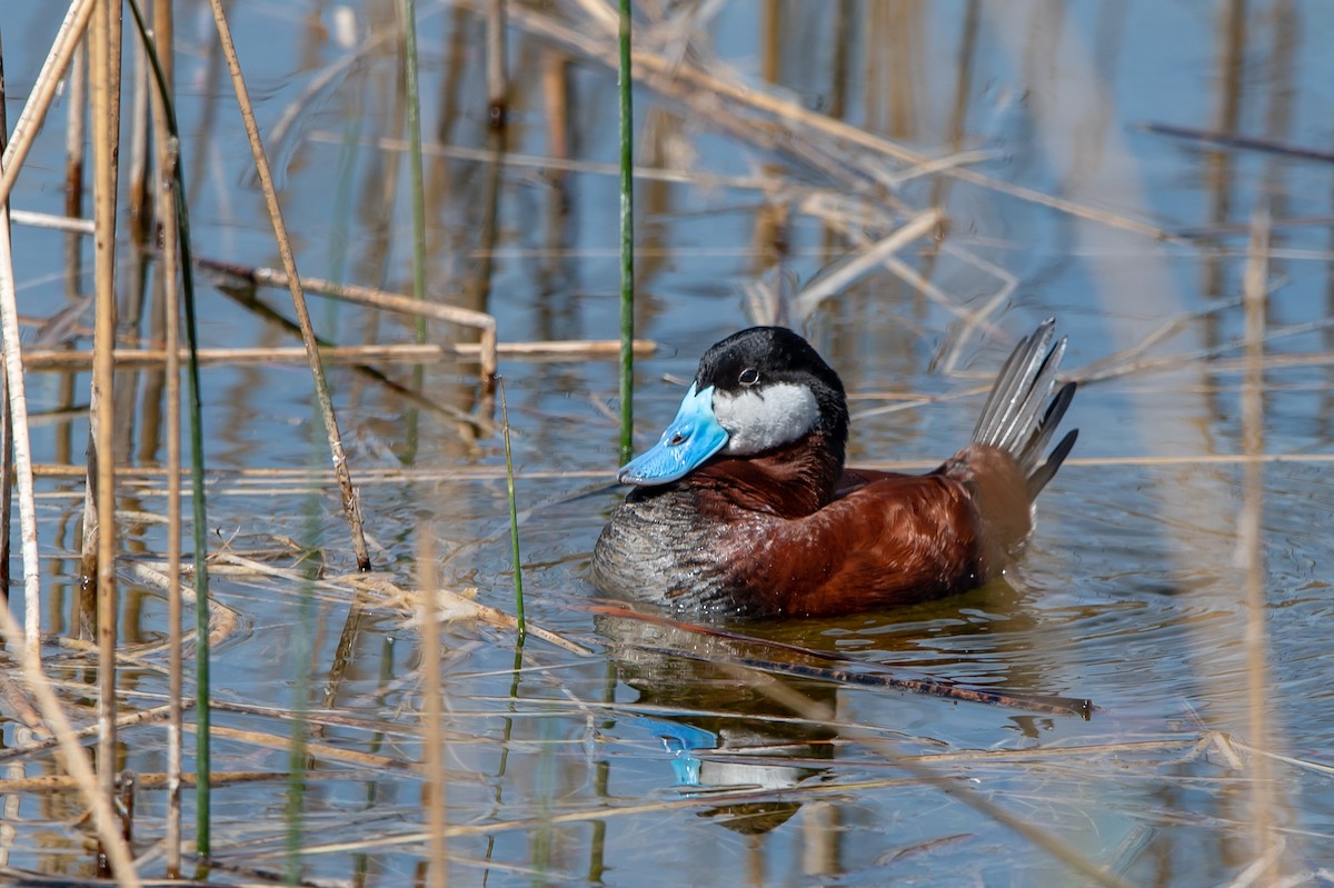 Ruddy Duck - ML157934711