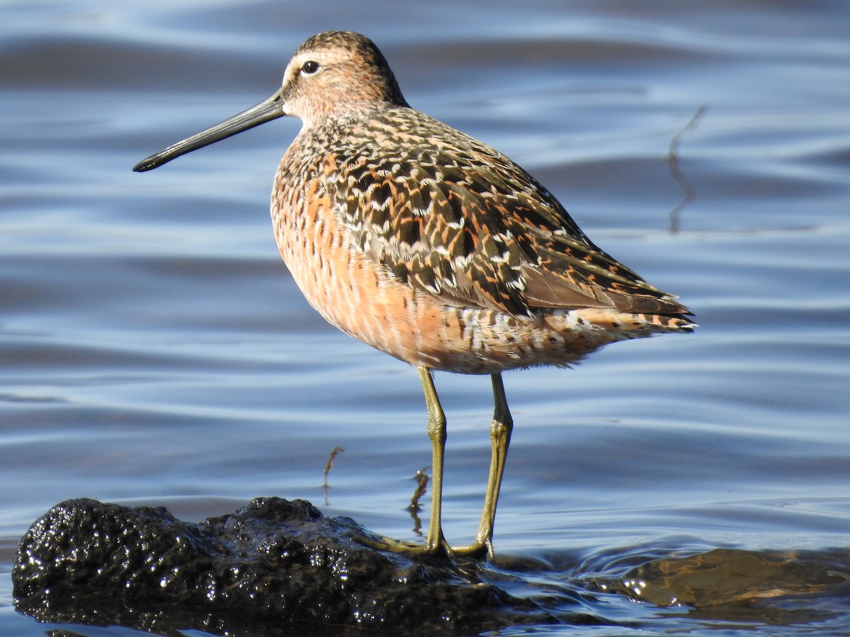 Long-billed Dowitcher - John Hanna