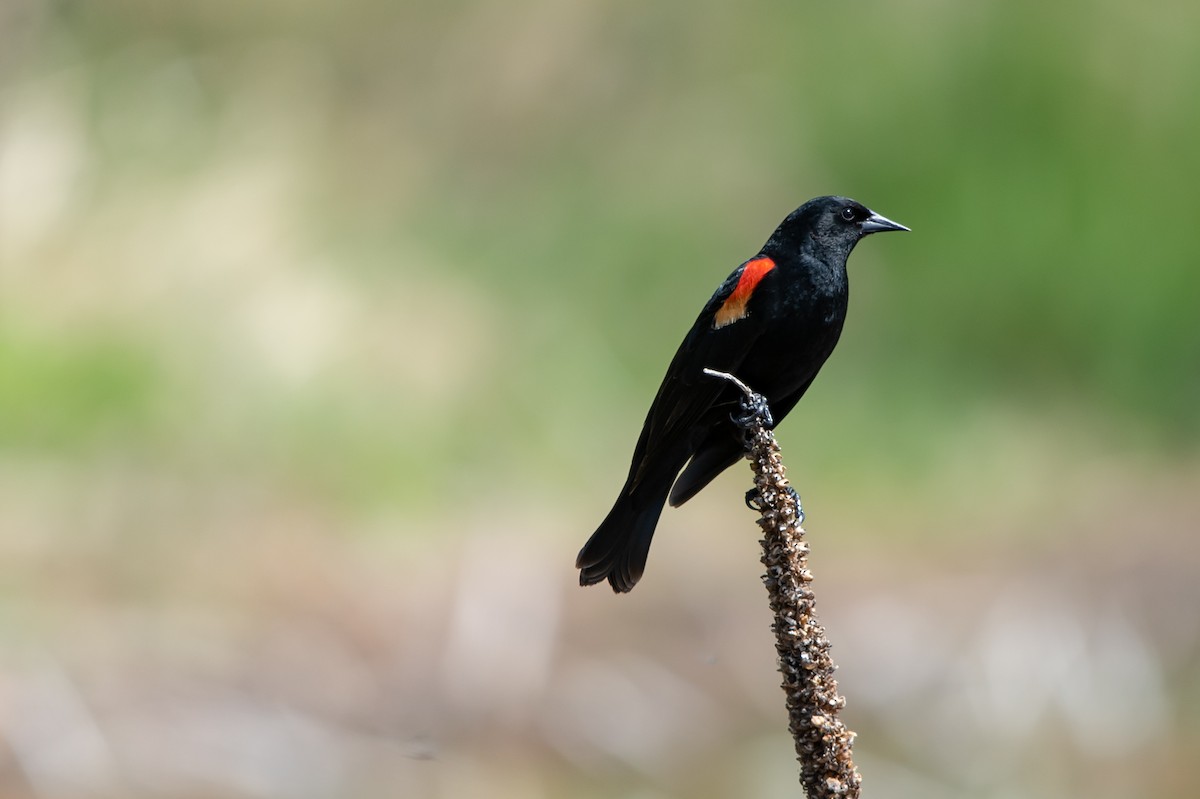 Red-winged Blackbird - ML157934931