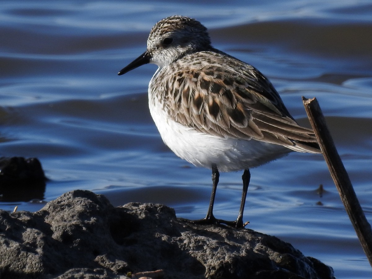 Semipalmated Sandpiper - ML157934961