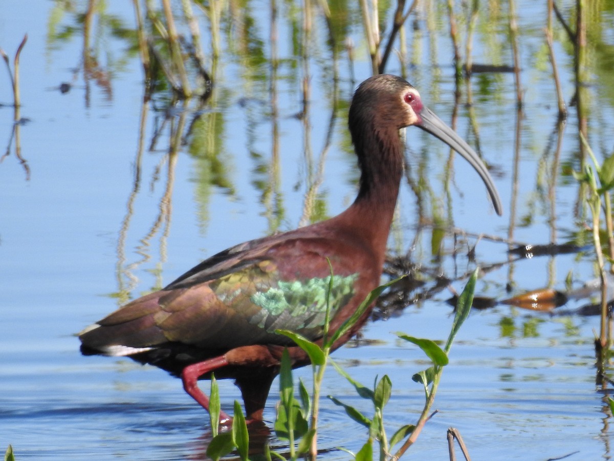 White-faced Ibis - ML157935401