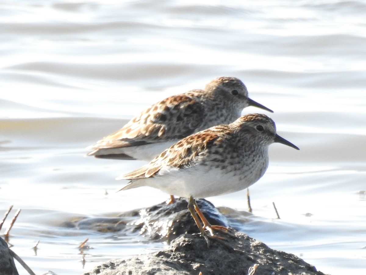 Least Sandpiper - John Hanna