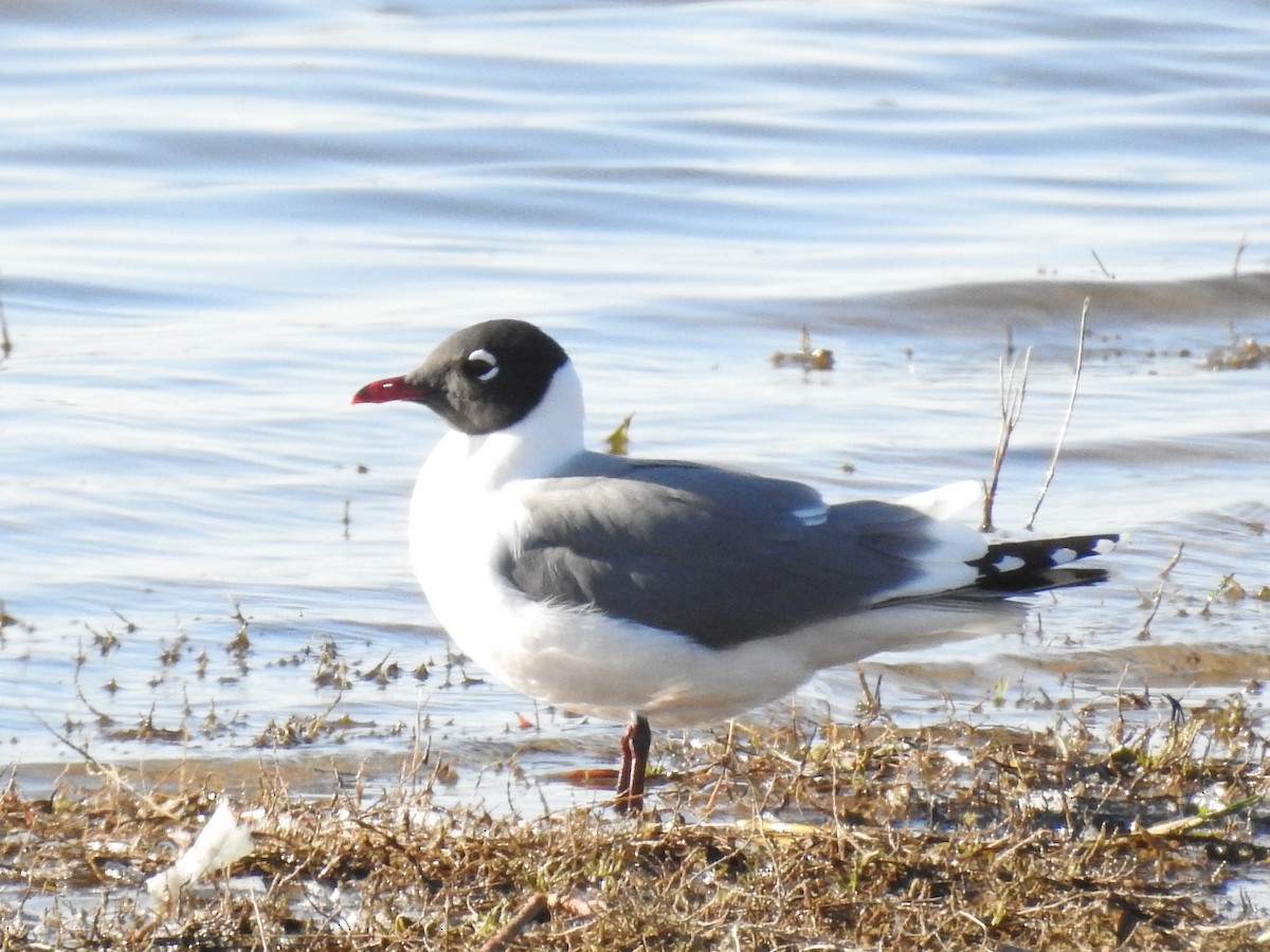 Mouette de Franklin - ML157935581