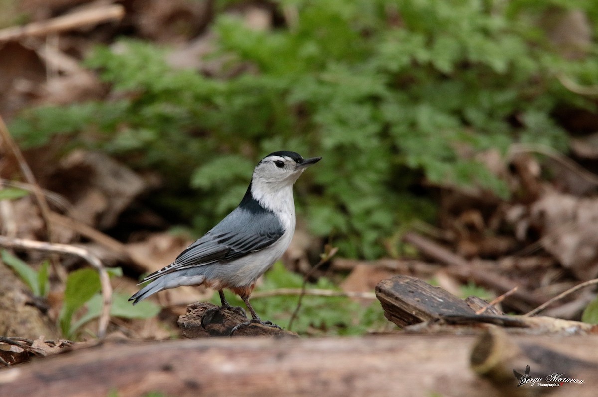 White-breasted Nuthatch - ML157935811