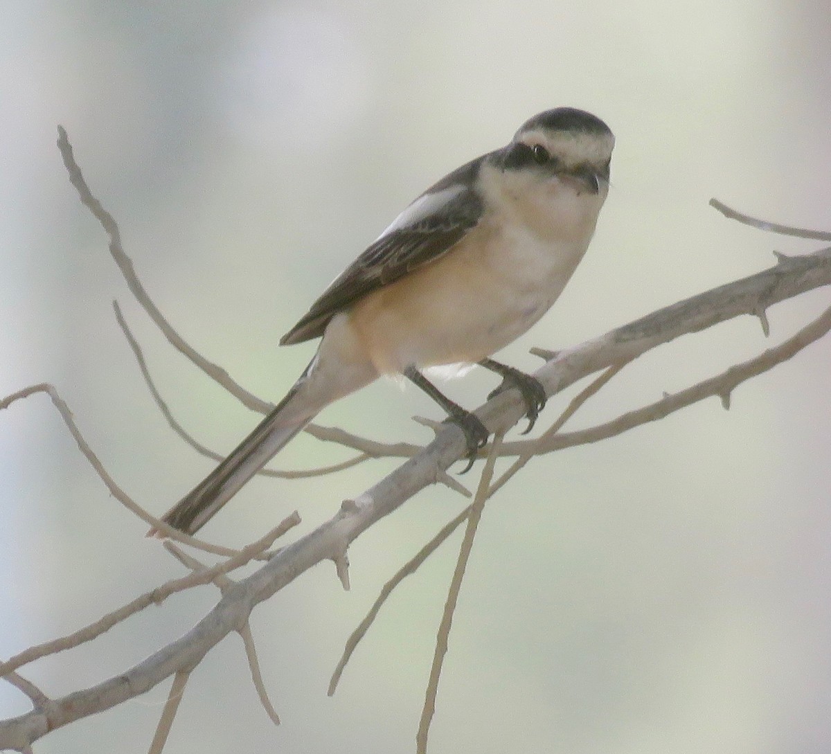 Masked Shrike - ML157936751