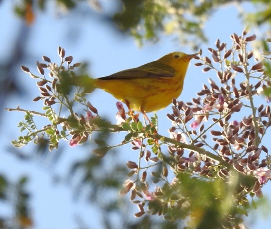 Yellow Warbler - ML157937871