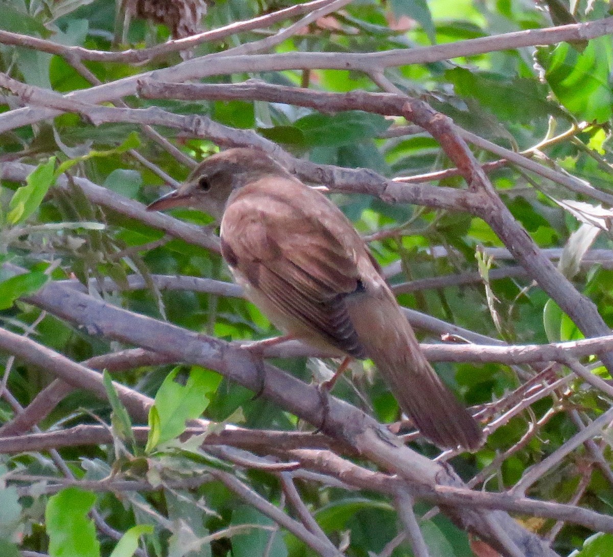 Great Reed Warbler - ML157937941