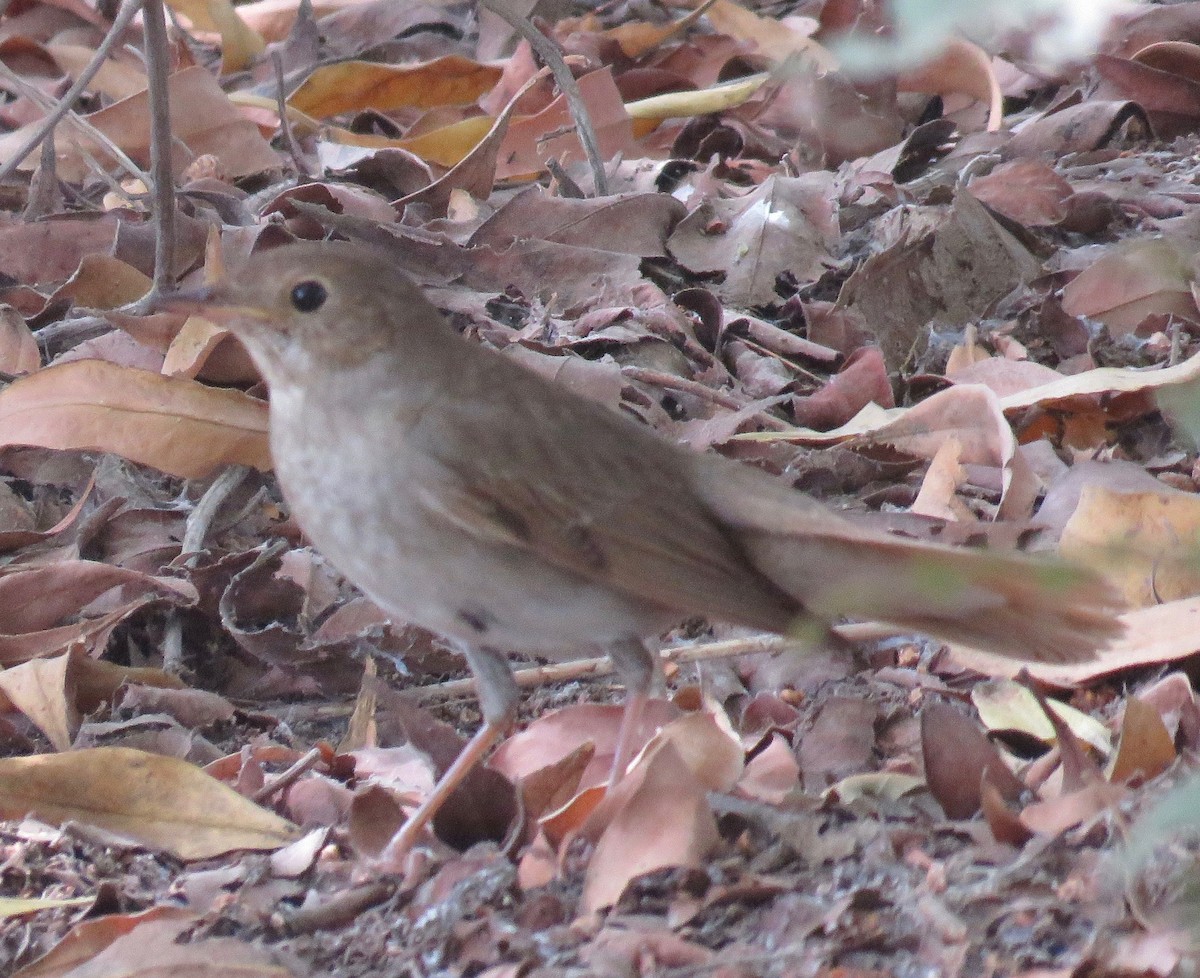 Thrush Nightingale - ML157938511