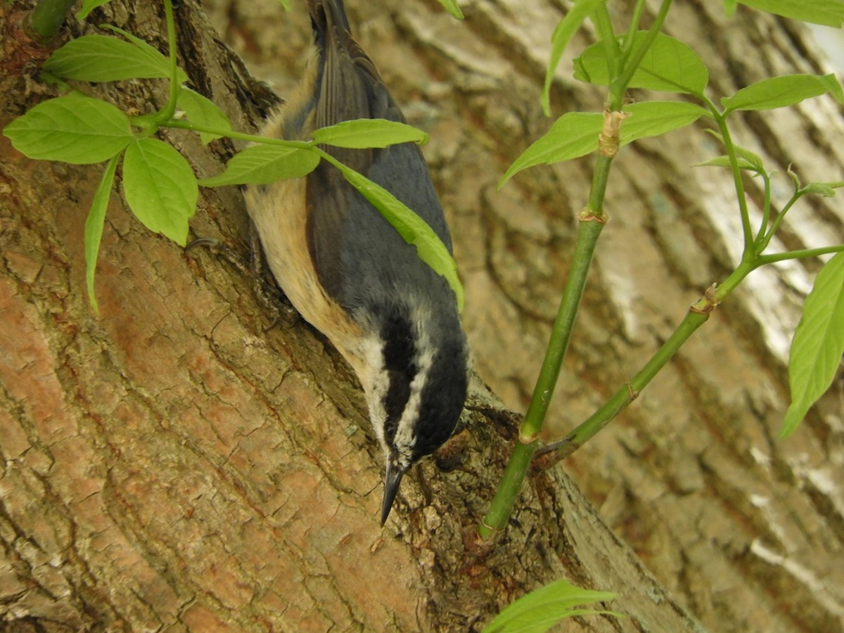 Red-breasted Nuthatch - ML157941541