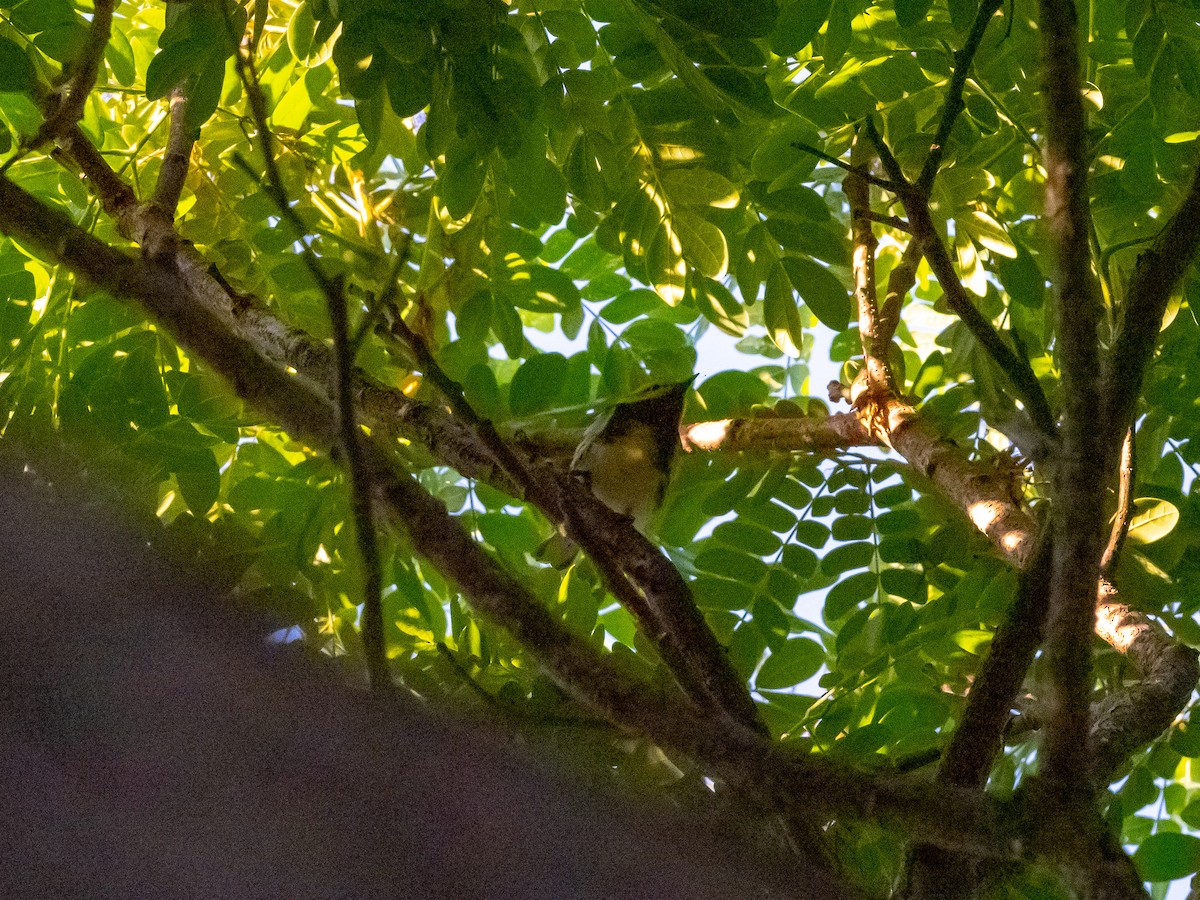 Black-throated Green Warbler - Steven Hunter