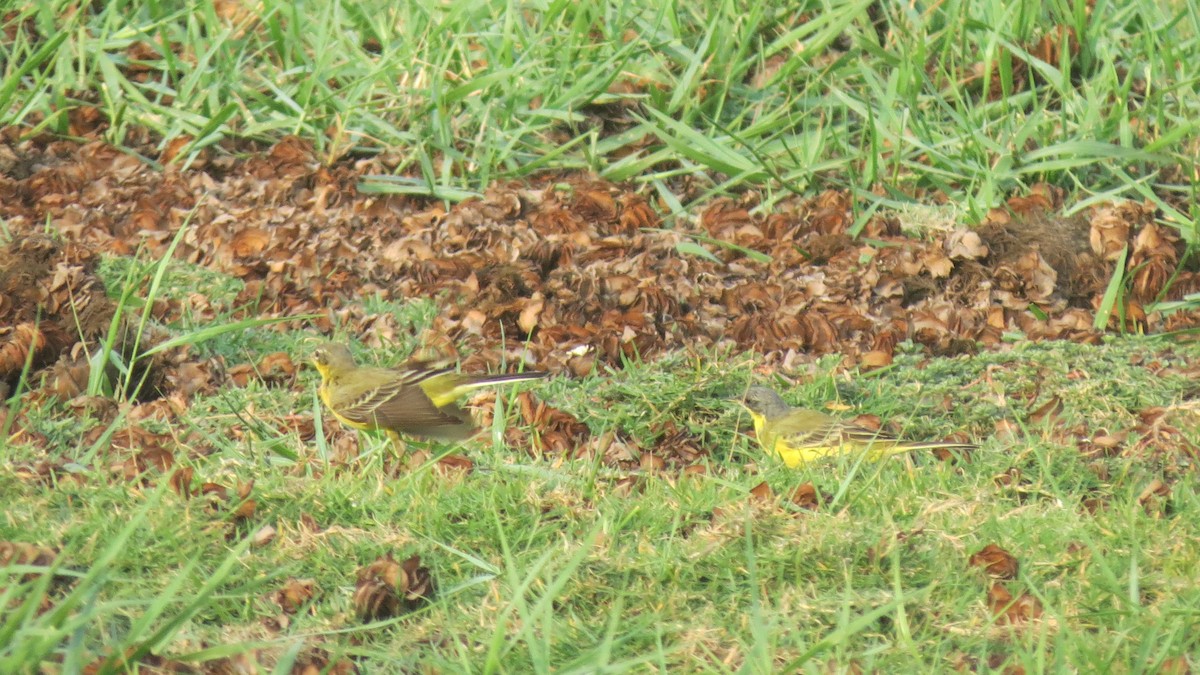 Western Yellow Wagtail - shyamkumar puravankara