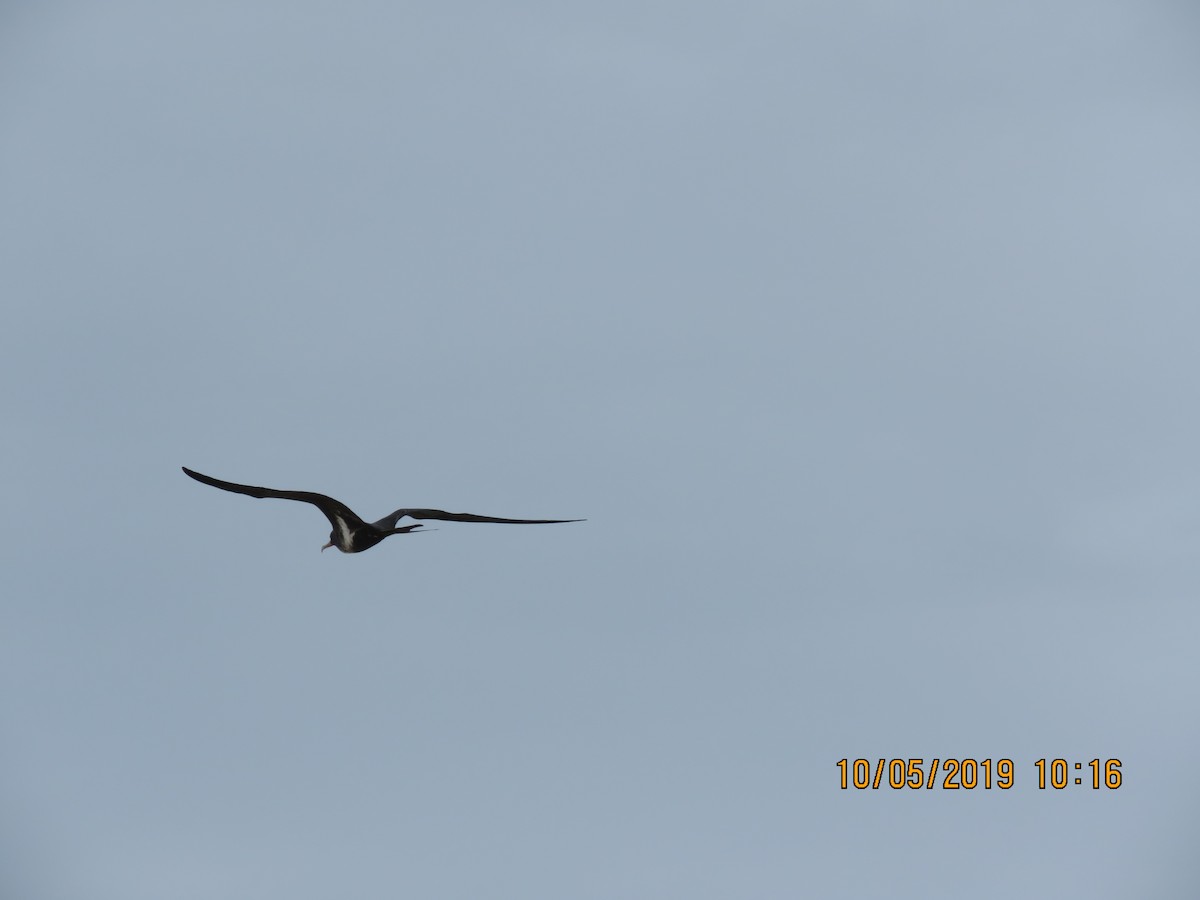 Lesser Frigatebird - ML157942871