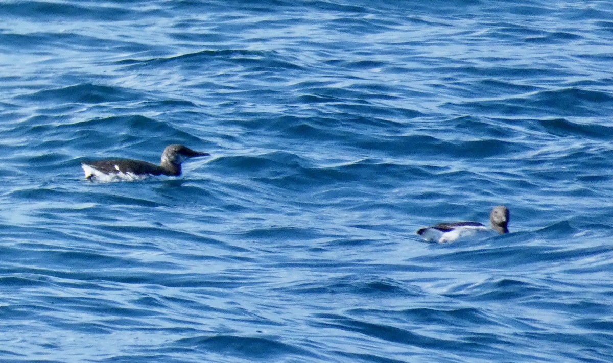 Common Murre - ML157943921