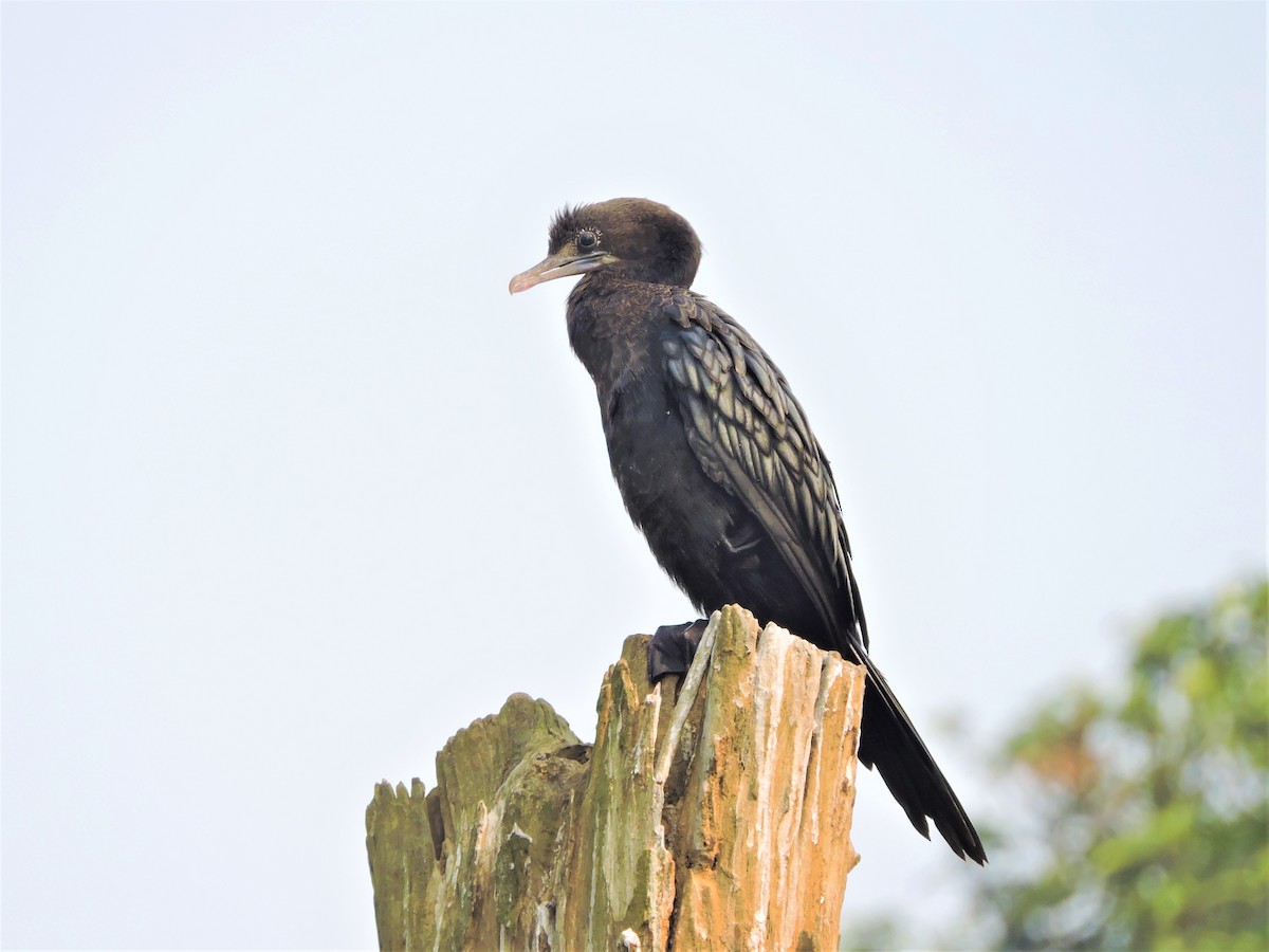 Little Cormorant - ML157944021