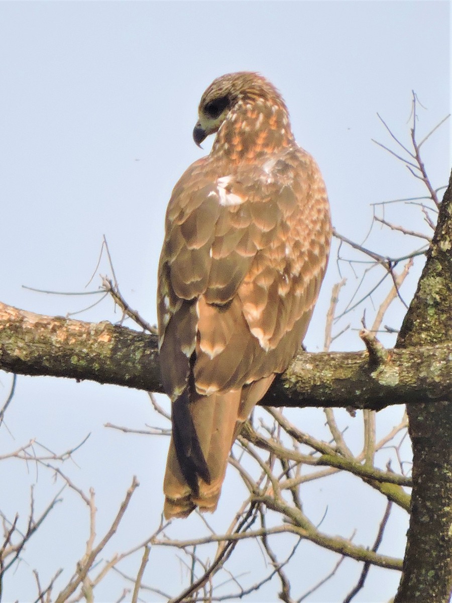 Сохор элээ - ML157944161