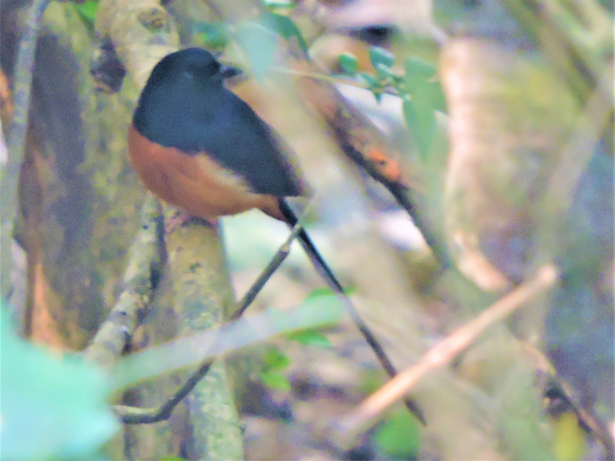 White-rumped Shama - ML157944371