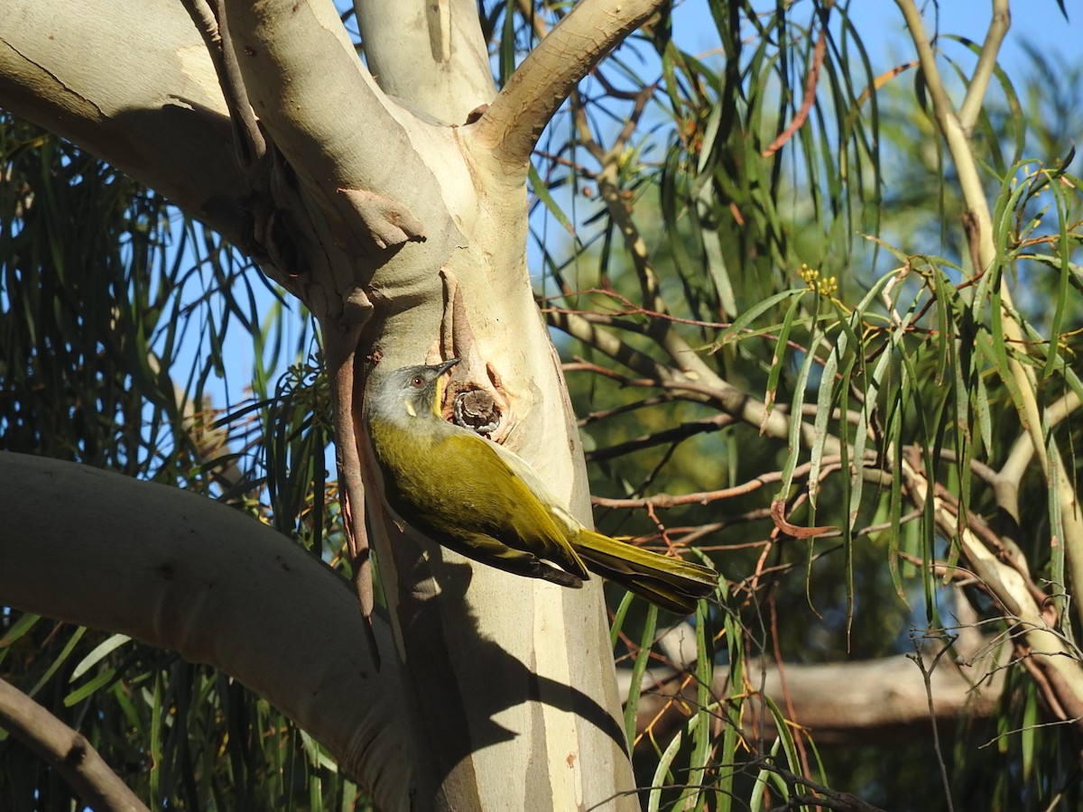 Yellow-throated Honeyeater - George Vaughan