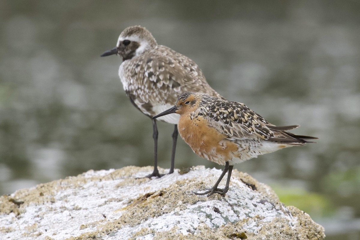 Red Knot - Liam Singh