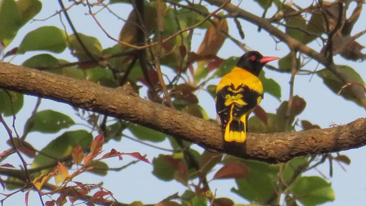 Black-hooded Oriole - ML157947601