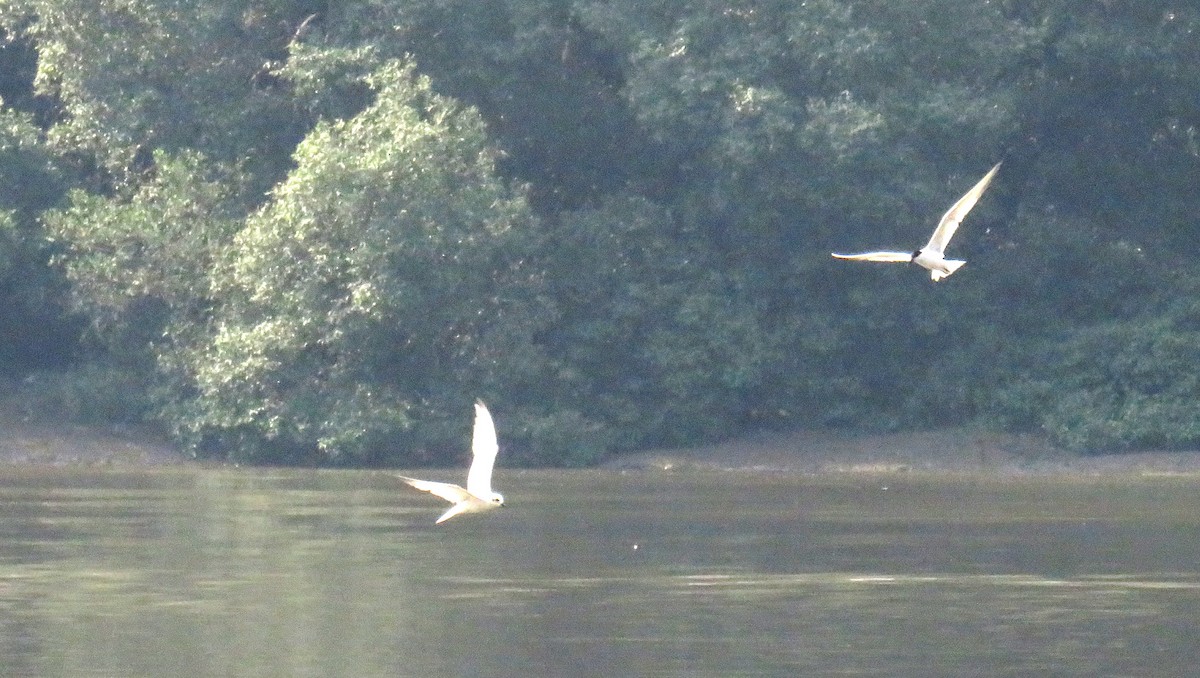 Whiskered Tern - ML157947641