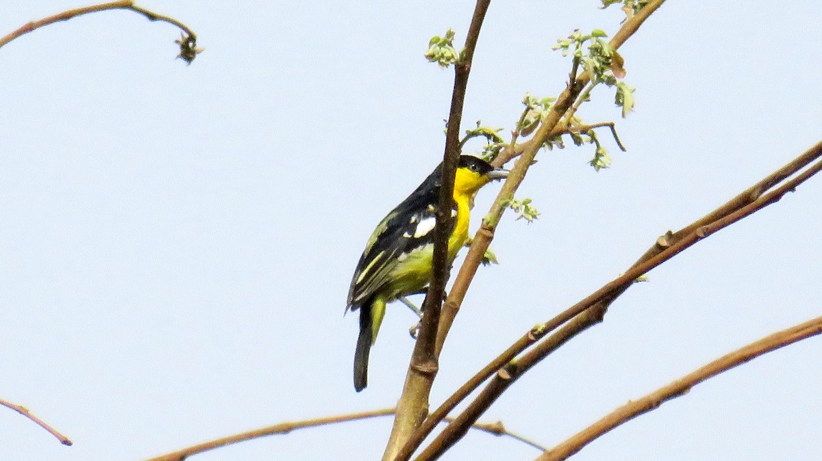 Common Iora - ML157947731