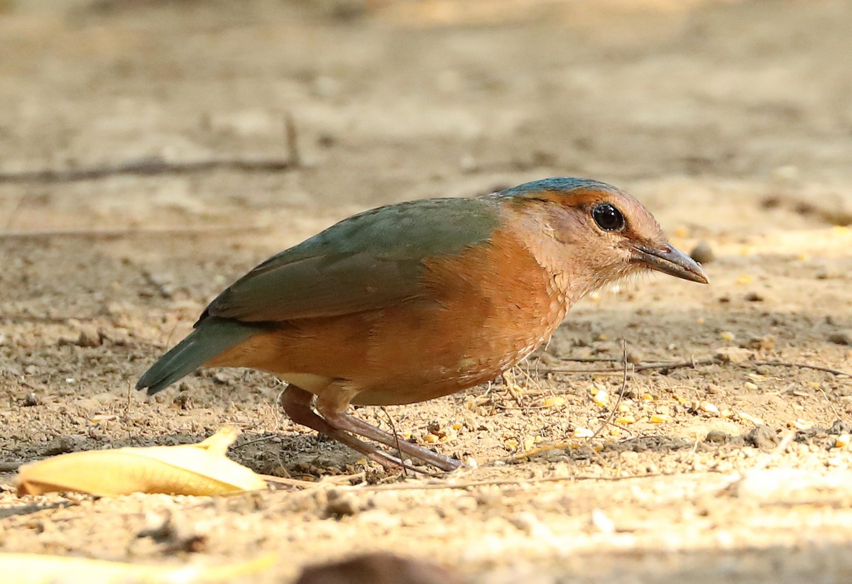 Blue-rumped Pitta - Ly Lan Le Do
