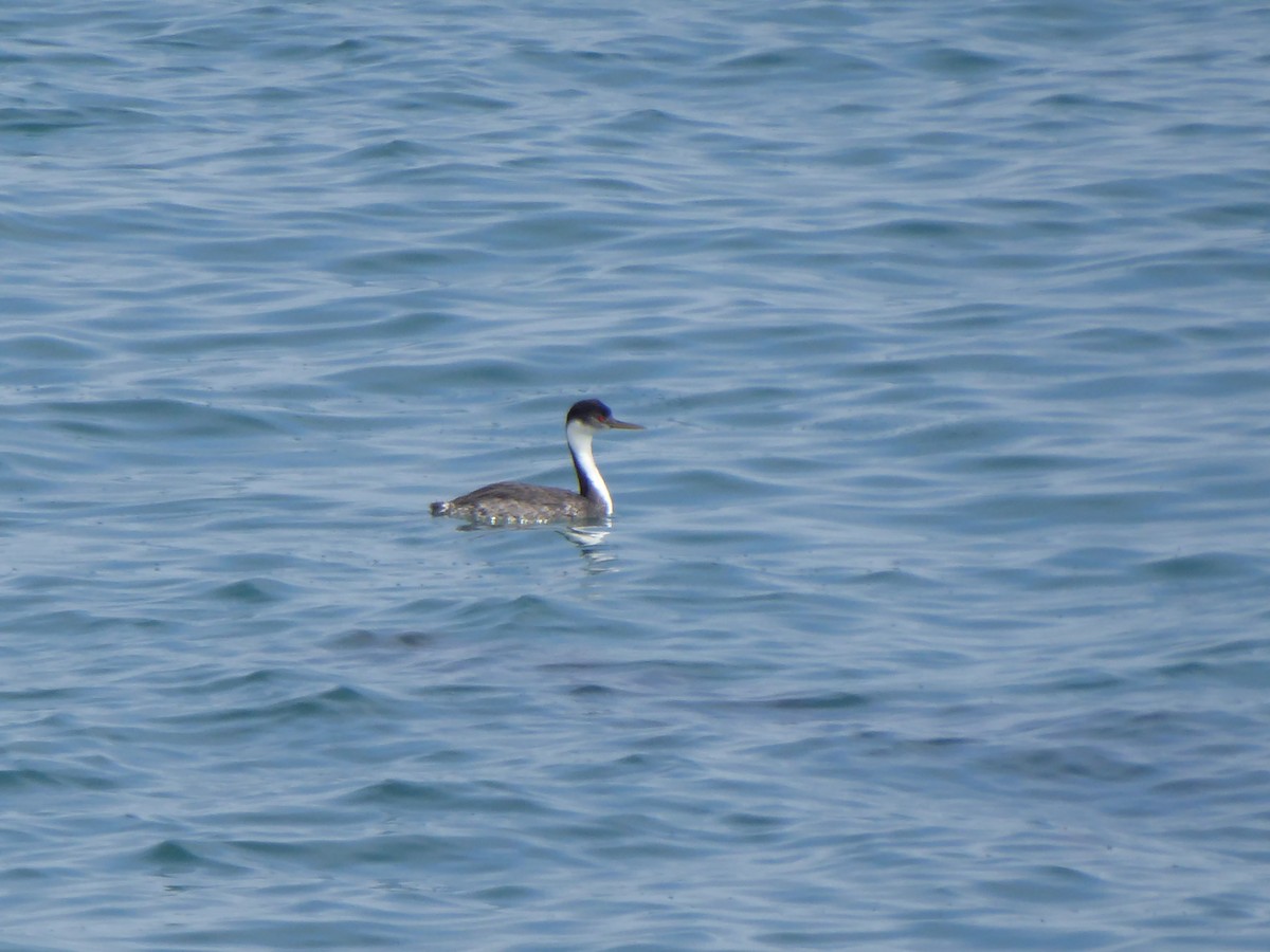 Western Grebe - ML157950821