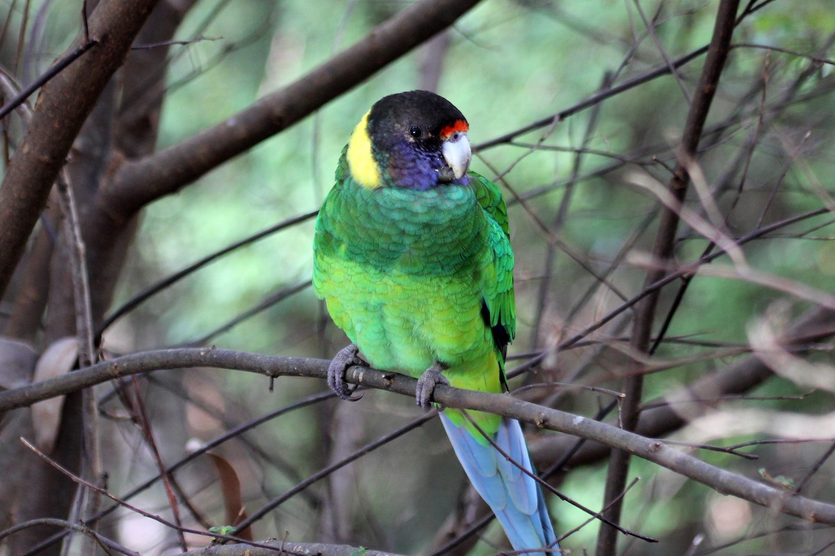 Australian Ringneck - ML157950921