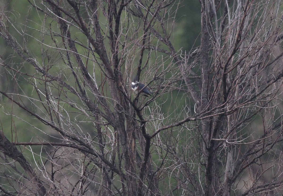 Belted Kingfisher - ML157951301